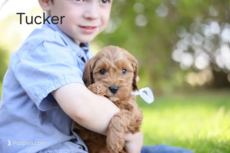 Tucker – Goldendoodle puppy for sale in Geneva, IN