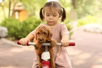 Coleman, a male Miniature Goldendoodle for sale in Geneva, IN – 5 of 5