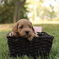 Misty, a female Miniature Goldendoodle for sale in Geneva, IN – Photo 8 of 9