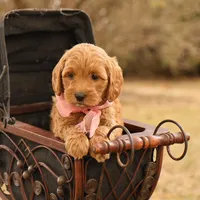 Misty, a female Miniature Goldendoodle for sale in Geneva, IN – Photo 1 of 9