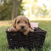 Misty, a female Miniature Goldendoodle for sale in Geneva, IN – Photo 6 of 9