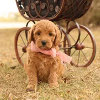 Misty, a female Miniature Goldendoodle for sale in Geneva, IN – Photo 2 of 9