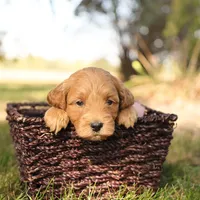 Misty, a female Miniature Goldendoodle for sale in Geneva, IN – Photo 7 of 9