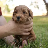 Misty, a female Miniature Goldendoodle for sale in Geneva, IN – Photo 9 of 9