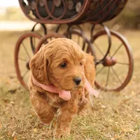 Misty, a female Miniature Goldendoodle for sale in Geneva, IN – Photo 3 of 9