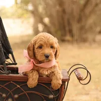 Misty, a female Miniature Goldendoodle for sale in Geneva, IN – Photo 4 of 9