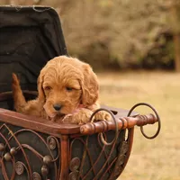 Misty, a female Miniature Goldendoodle for sale in Geneva, IN – Photo 5 of 9