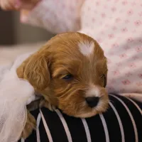 Ladybug, a female Goldendoodle for sale in Geneva, IN – Photo 1 of 4