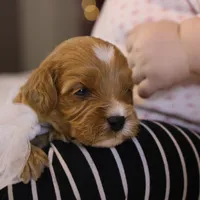 Ladybug, a female Goldendoodle for sale in Geneva, IN – Photo 2 of 4
