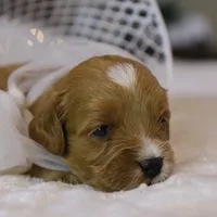 Ladybug, a female Goldendoodle for sale in Geneva, IN – Photo 3 of 4