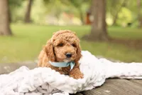 Teddy, a male Miniature Goldendoodle for sale in Geneva, IN – 2 of 4