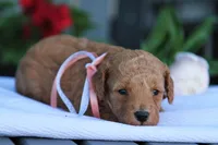 Carmela, a female Miniature Goldendoodle for sale in Geneva, IN – Photo 2 of 5