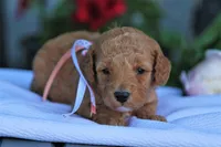 Carmela, a female Miniature Goldendoodle for sale in Geneva, IN – Photo 1 of 5