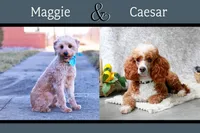 Carmela, a female Miniature Goldendoodle for sale in Geneva, IN – Photo 5 of 5