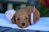Carmela, a female Miniature Goldendoodle for sale in Geneva, IN – Photo 3 of 5