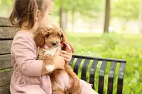 Summer, a male Miniature Goldendoodle for sale in Geneva, IN – 4 of 4