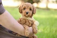 Ladybug, a female Goldendoodle for sale in Geneva, IN – 3 of 4