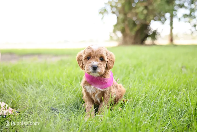Cupcake – Goldendoodle puppy for sale in Geneva, IN