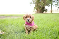 Cupcake, a female Goldendoodle for sale in Geneva, IN – 1 of 5