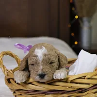 Holly, a female Goldendoodle for sale in Geneva, IN – Photo 4 of 4