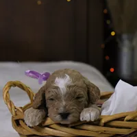 Holly, a female Goldendoodle for sale in Geneva, IN – Photo 1 of 4