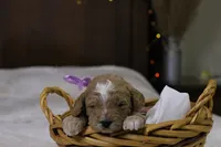 Holly, a female Goldendoodle for sale in Geneva, IN – Photo 1 of 4