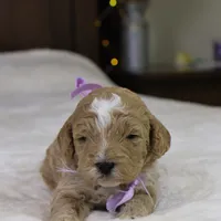 Holly, a female Goldendoodle for sale in Geneva, IN – Photo 2 of 4