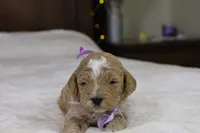 Holly, a female Goldendoodle for sale in Geneva, IN – Photo 2 of 4