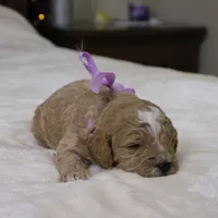 Holly, a female Goldendoodle for sale in Geneva, IN – Photo 3 of 4