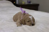 Holly, a female Goldendoodle for sale in Geneva, IN – Photo 3 of 4