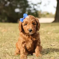 Jack, a male Miniature Goldendoodle for sale in Geneva, IN – Photo 2 of 8