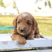 Jack, a male Miniature Goldendoodle for sale in Geneva, IN – Photo 6 of 8