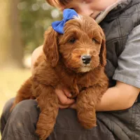 Jack, a male Miniature Goldendoodle for sale in Geneva, IN – Photo 3 of 8
