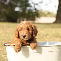 Jack, a male Miniature Goldendoodle for sale in Geneva, IN – Photo 4 of 8