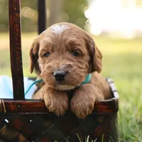 Jack, a male Miniature Goldendoodle for sale in Geneva, IN – Photo 5 of 8