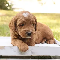 Jack, a male Miniature Goldendoodle for sale in Geneva, IN – Photo 8 of 8