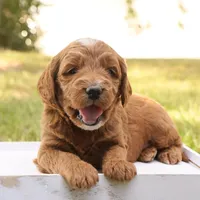 Jack, a male Miniature Goldendoodle for sale in Geneva, IN – Photo 7 of 8