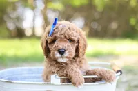 Robin, a male Goldendoodle for sale in Geneva, IN – 1 of 5