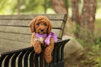 Birdie, a male Miniature Goldendoodle for sale in Geneva, IN – 2 of 4