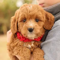 Orion, a male Miniature Goldendoodle for sale in Geneva, IN – Photo 3 of 7