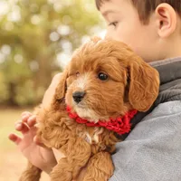 Orion, a male Miniature Goldendoodle for sale in Geneva, IN – Photo 2 of 7