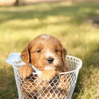 Orion, a male Miniature Goldendoodle for sale in Geneva, IN – Photo 5 of 7