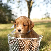 Orion, a male Miniature Goldendoodle for sale in Geneva, IN – Photo 6 of 7