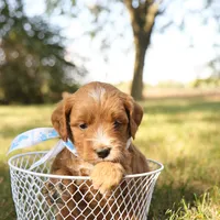Orion, a male Miniature Goldendoodle for sale in Geneva, IN – Photo 7 of 7