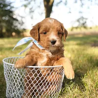 Orion, a male Miniature Goldendoodle for sale in Geneva, IN – Photo 4 of 7