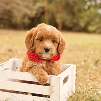 Orion, a male Miniature Goldendoodle for sale in Geneva, IN – Photo 1 of 7