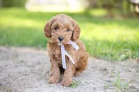 Tucker, a male Goldendoodle for sale in Geneva, IN – 3 of 4