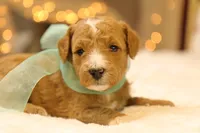 Honey, a female Miniature Goldendoodle for sale in Geneva, IN – Photo 6 of 8