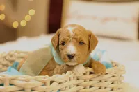Honey, a female Miniature Goldendoodle for sale in Geneva, IN – Photo 5 of 8