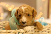 Honey, a female Miniature Goldendoodle for sale in Geneva, IN – Photo 7 of 8